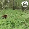 Медведь вышел к людям на трассе в Красноярском крае Сначала очевидцы приняли...