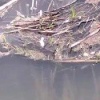 Новорождённого котёнка выбросили с моста в Улан-Удэ