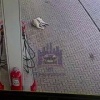 В Красноярске водитель переехал собаку и скрылся с места происшествия Все...