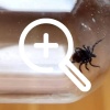 🕷В Красноярском крае 8 человек заболели клещевым...