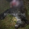 Медведя, задравшего пенсионерку в деревне Верхний Кебеж, ликвидировали в...