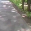 В Зеленогорске заметили стадо кабанчиков, перебегающих...