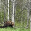 Медведи всё чаще выходят к людям: причиной стал неурожай кедрового ореха В...