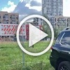 В Красноярске часто можно встретить диких птиц. По...