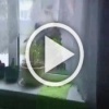 Медведь пришёл в гости к местным на Камчатке. Но его не...