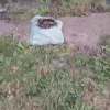 В парке «Каменка» обнаружены погибшие утки В Новосибирске жители заметили...