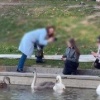 На Патриарших местные жители возмутились тем, что ради фотографий лебедей...