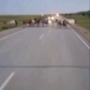 Лошадь погибла после наезда автомобиля на табун в Якутии