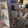 Толпа бабуинов ворвалась в дом к женщине из Намибии и украла еду.