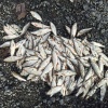 Трое в лодке и счастливый осетр🐟