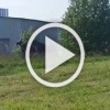 Лоси снова в городе — вчера во Фрунзенском районе...