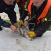 Помощь потребовалась лебеденку с Патриарших прудов Малыш запутался в лесках и...