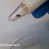 За неделю клещи покусали 280 жителей Красноярского края Среди пострадавших —...