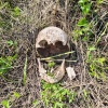 Дети пошли за грибами и нашли человеческий череп в уральском селе