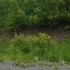 В Таштагольском округе около месяца у дороги гниёт труп лося — его уже находит медведь