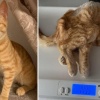 Котенок из приюта в Москве попал в руки девушки, которая месяц морила его...