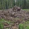 В Канском округе лесозаготовителей оштрафовали за оставленные в лесу отходы В...