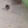 Жители Новосибирска встревожены нашествием крыс на улице Гоголя На улице...