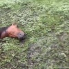 Табун лошадей убило молнией в Башкирии