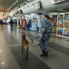 Служебная собака нашла в аэропорту Иркутска наркотики...