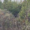 В Иркутской области отстреляли почти 500 медведей с начала их активности.