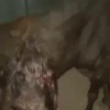 Жуткие кадры из Узбекистана: неадекваты изнасиловали и изуродовали осла