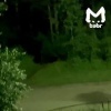 Парочка медведей уже несколько дней разгуливает по городу в Иркутской области.