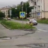 В Лесном на улицах города начали гулять бык и свинья.