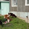 Телочки помогают решить коммунальные проблемы в Вихоревке