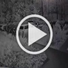 Жители Коммунарки жалуются на мигрантов, которые внаглую срывают сирень во дворе дома