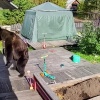 Красноярский край лидирует по числу погибших в результате нападений медведей...