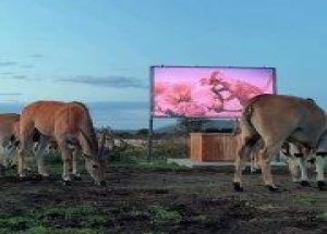 Прохожий в Нидерландах заснял желающих записать детей в бесплатный детский сад