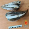В Междуреченске двум рыбакам грозит до двух лет колонии за незаконный вылов хариуса в заказнике