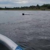 Медведь приплыл в деревню под Енисейском. В Галанино, селе по дороге в...