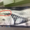 Кота, которого выбросили из окна 5 этажа в Ангарске, прооперировали