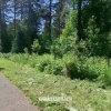 В Рудничном бору запечатлели лося за трапезой. 🇷🇺...
