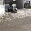 В Москве появились настоящие пухососы вслед за сгенерированными — это...