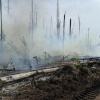 Из-за нарушений пожарной безопасности сгорело 44 гектара леса: виновники...