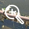 Мёртвая рыба в озере, г. Новозыбков, интересно из за...