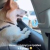 Милота дня: корги прямо на трассе успел познакомиться с новой подружкой.