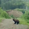 В Кузбассе энергетики столкнулись с медведем во время обхода ЛЭП в тайге