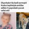Гладить уличных котов опасно: в Турции после укуса кошки 4-летняя девочка умерла от бешенства