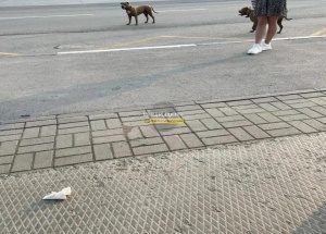 Бойцовские собаки загрызли двух питомцев и нападают на людей в Стрижах С мая...