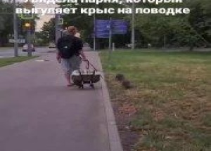 В Москве заметили мужчину, который выгуливал двух нутрий на поводке. 🇷🇺...