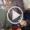 В Свердловской области пьяная женщина напала на подростков, которые снимали ее неадекватное поведение в трамвае