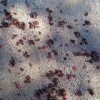 Отходы с огорода и пищевой мусор стали приманкой для медведя, следы которого...
