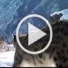 Самка снежного барса и ее котята попали в фотоловушку...