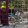Необычная компания завирусилась в сети: медведь, собака и обезьяна, выросшие вместе, способны преодолеть инстинкты хищника и жертвы