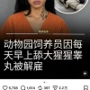 Смотрителя зоопарка уволили за то, что она каждое утро лизала яички гориллы....