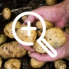 Дефицит картофеля возможен в начале лета